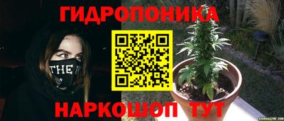 шишки Свободный