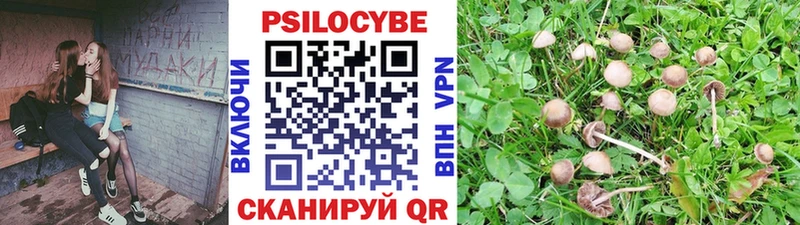 Галлюциногенные грибы Psilocybe  Свободный 